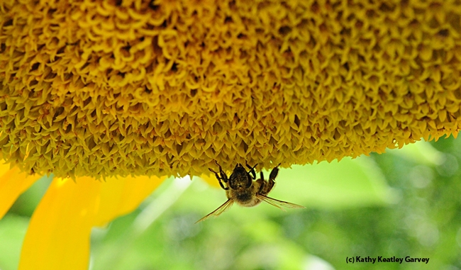 The honey bee stops and eyes the photographer. (Photo by Kathy Keatley Garvey)