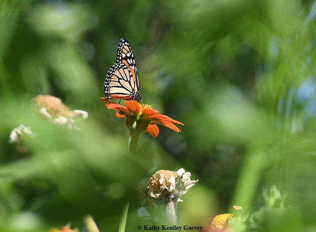 A male monarch visits the Mexican sunflower patch in the Garvey pollinator garden. (Photo by Kathy Keatley Garvey)