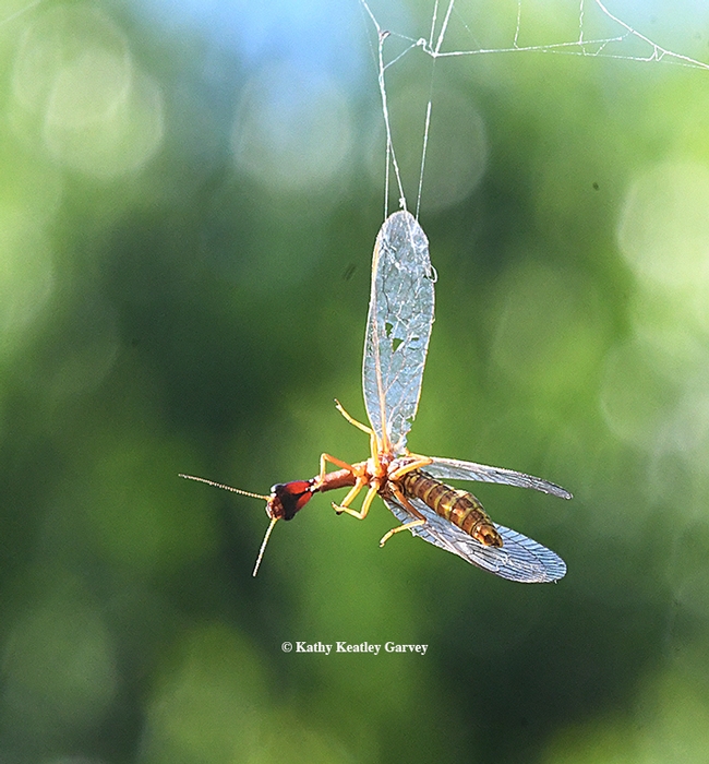 A snakefly, genus Agulla, snared in a spider web in Vacaville, Calif. (Photo by Kathy Keatley Garvey)