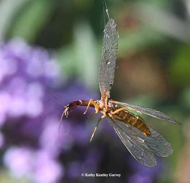 The snakefly, a predator, struggles in the spider web. The spider is out of sight. (Photo by Kathy Keatley Garvey)