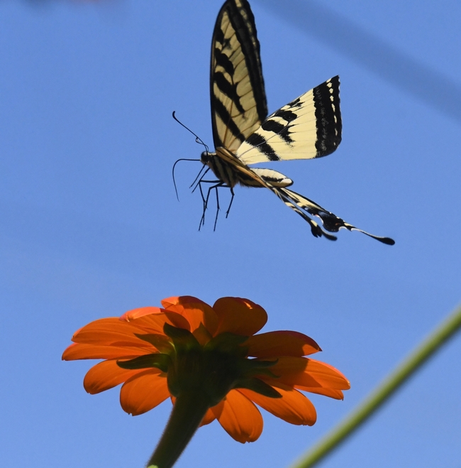 Western tiger swallowtail, interrupted by a male territorial longhorn bee, decides the Mexican sunflower is not 