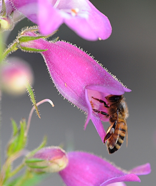 HONEY BEE enters a Penstemon x Mexicali 