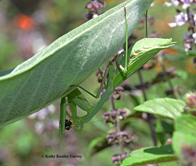 A praying mantis, Stagmomantis limbata (as identified by Andrew Pfeifer) clings to a showy milkweed leaf as she dines on a longhorn bee. (Photo by Kathy Keatley Garvey)