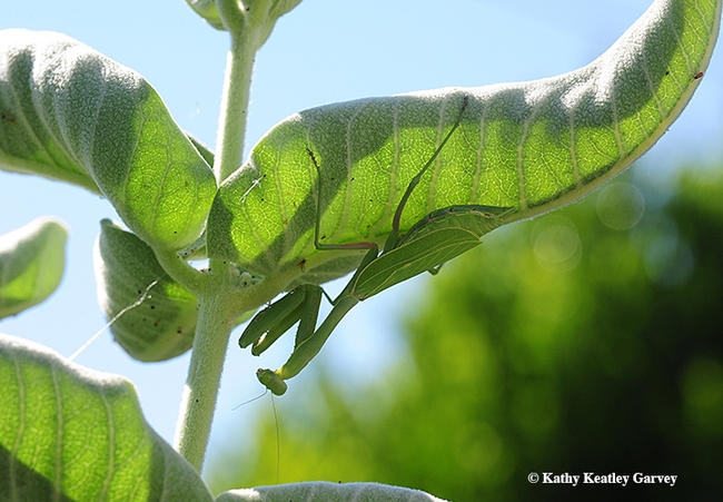 After her meal, the praying mantis climbs toward the top of the milkweed to look for more 