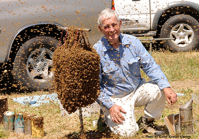 Professor emeritus Norm Gary, UC Davis Department of Entomology and Nematology, kneels by his bee wrangling cluster. He spearheaded the founding of the Western Apicultural Society. (Photo by Kathy Keatley Garvey)