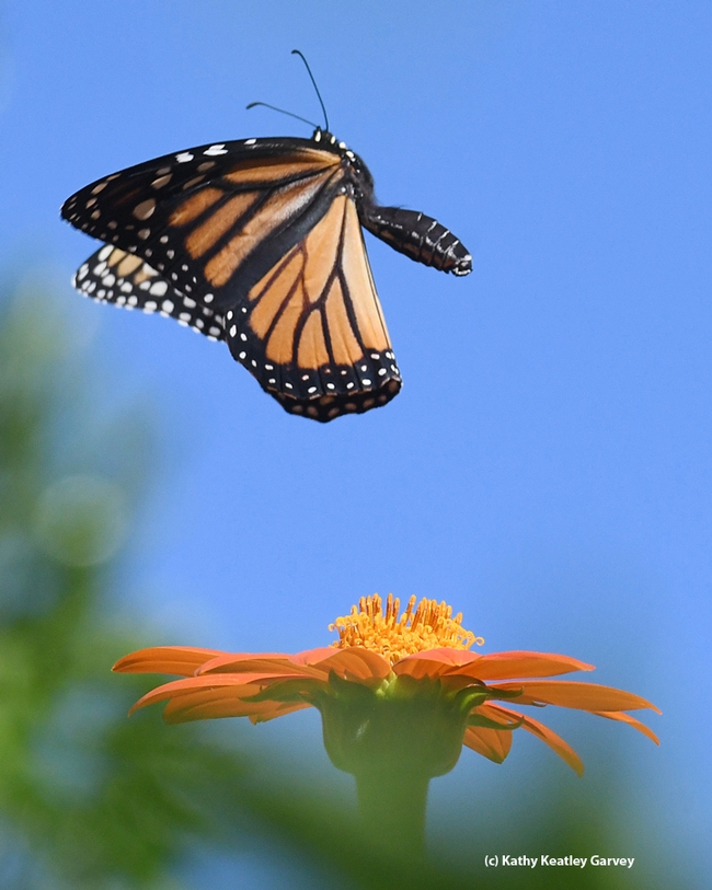 Targeted by male territorial bees, a monarch takes flight. (Photo by Kathy Keatley Garvey)