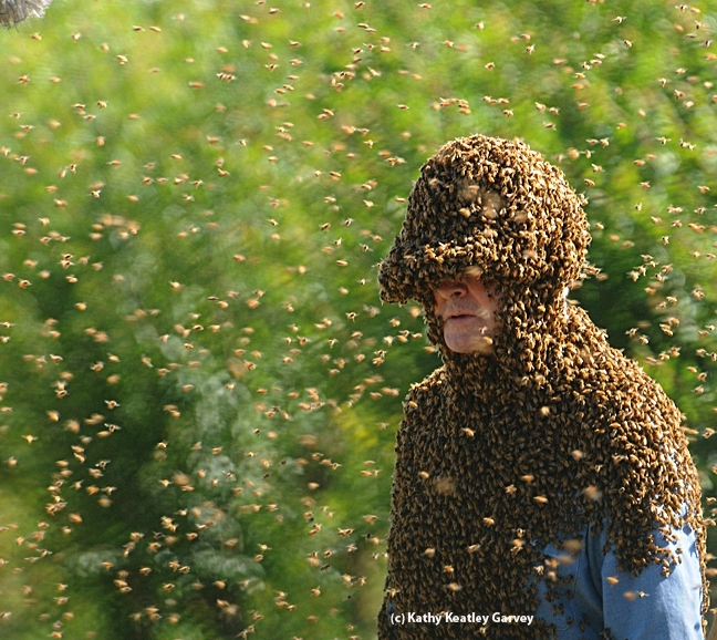 'Bee Man' Norm Gary is surrounded by bees as he is about to perform a bee wrangling stunt. He is now retired from bee wrangling. (Photo by Kathy Keatley Garvey)