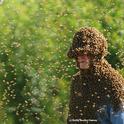'Bee Man' Norm Gary is surrounded by bees as he is about to perform a bee wrangling stunt. He is now retired from bee wrangling. (Photo by Kathy Keatley Garvey)