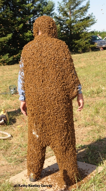 Norm Gary: covered with bees. (Photo by Kathy Keatley Garvey)
