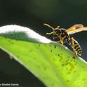 A European paper wasp catching prey on a showy milkweed, Asclepias speciosa. (Photo by Kathy Keatley Garvey)