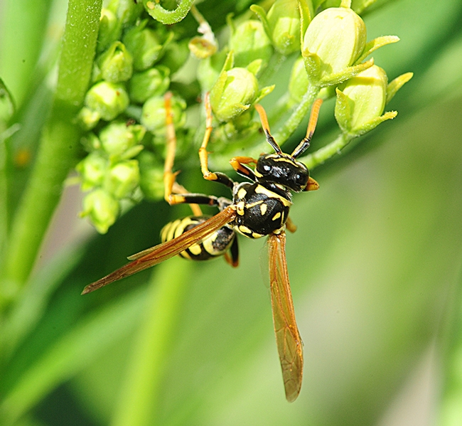 A European wasp feeding on prey on a tropical milkweed, Asclepias curassavica. (Photo by Kathy Keatley Garvey)