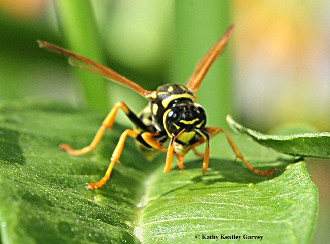 Eye to eye, and nose to antennae with a European paper wasp. (Photo by Kathy Keatley Garvey)
