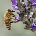 A varroa mite (reddish-brownish spot at left beneath the wings) is attached to this forager nectaring on lavender. (Photo by Kathy Keatley Garvey)