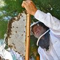 Les Crowder examines a frame from his top-bar hive. A resident of Austin, Texas, he will speak Sept. 7 at the Western Apicultural Society conference at UC Davis.