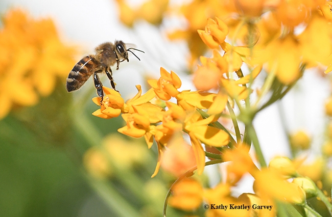 A honey bee heads over the top of  a tropical milkweed. (Photo by Kathy Keatley Garvey)