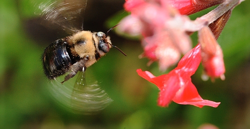 MALE CARPENTER BEE  (Xylocopa tabaniformis) takes dead aim at a salvia. (Photo by Kathy Keatley Garvey)