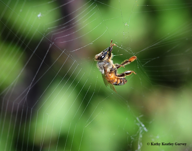 A honey bee trapped in a web (and freed by the photographer). It was the spider's second catch of the day. (Photo by Kathy Keatley Garvey)