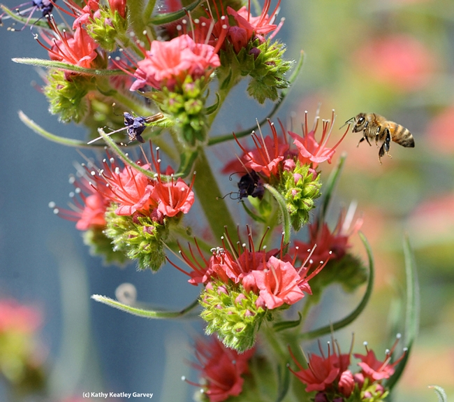 A honey bee heads for a tower of jewels, Echium wildpretii. (Photo by Kathy Keatley Garvey)