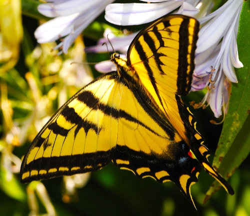 WESTERN TIGER SWALLOWTAIL spreads its wings on an agapanthus in front of the Harry H. Laidlaw Jr. Honey Bee Research Facility at UC Davis. (Photo by Kathy Keatley Garvey)
