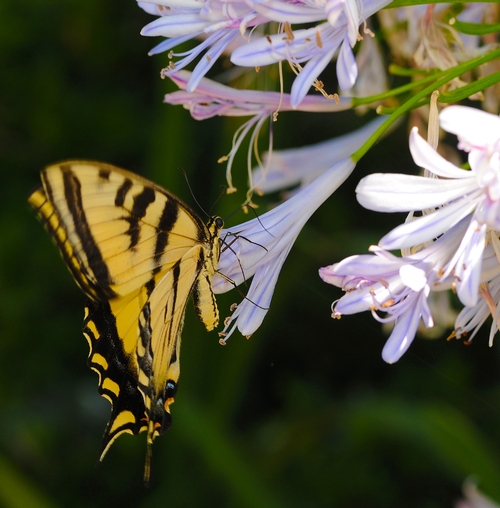 SIP OF NECTAR--The Western tiger swallowtail sips nectar from an agapanthus. (Photo by Kathy Keatley Garvey)