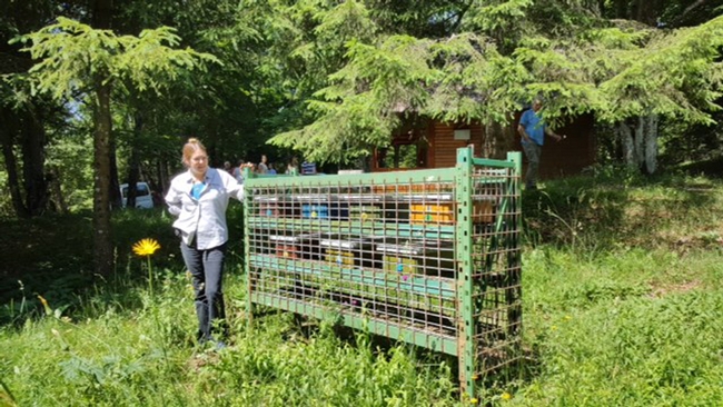 WSU bee breeder-geneticist Susan Cobey stands in the carnica apiary of Stane Plut in southern Slovenia. The caged nucs are bear-proof. Nucs, or nucleus colonies, are small honey bee colonies created from larger colonies.