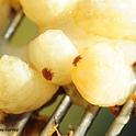 Varroa mites on drone pupae. (Photo by Kathy Keatley Garvey)