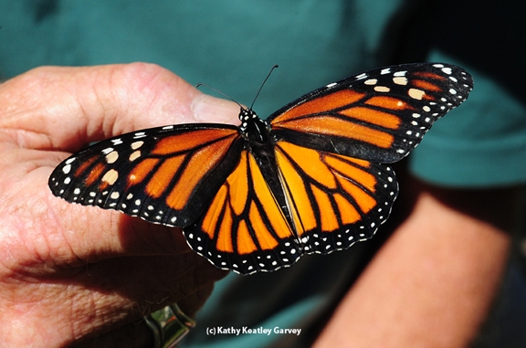 This 2017 female monarch was released Aug. 27 in Vacaville, as part of the Garvey family small-scale monarch rearing program. (Photo by Kathy Keatley Garvey)