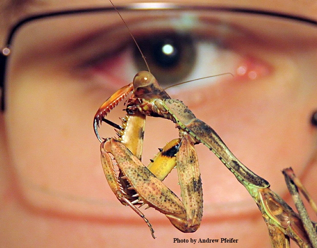 Andrew Pfeifer is eye to eye with a female Parasphendale affinis nymph. (Photo by Andrew Pfeifer)