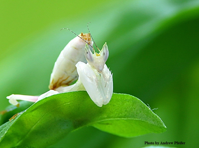 An orchid praying mantis that Andrew Pfeifer bred and reared. (Photo by Andrew Pfeifer)