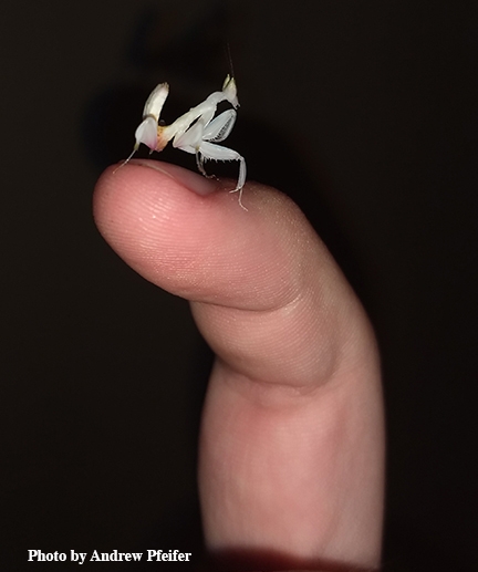 Fourth instar female orchid mantis. (Photo by Andrew Pfeifer)
