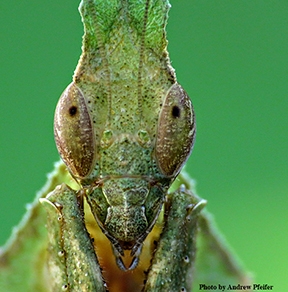 Well, hello, there! This is an adult female Phyllocrania paradoxa (ghost mantis). (Photo by Andrew Pfeifer)