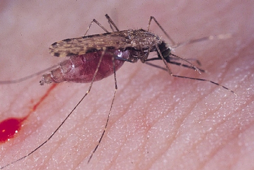MALARIA MOSQUITO--Through blood-feeding, an infected malaria mosquito transmits the parasites causing the killer disease, malaria. (Photo of Anopheles gambiae by Anton Cornel, UC Kearney Agricultural Center/UC Davis.)