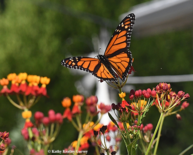 A male monarch takes flight on Sept. 12 in Vacaville, Calif. (Photo by Kathy Keatley Garvey)