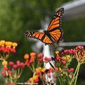 A male monarch takes flight on Sept. 12 in Vacaville, Calif. (Photo by Kathy Keatley Garvey)
