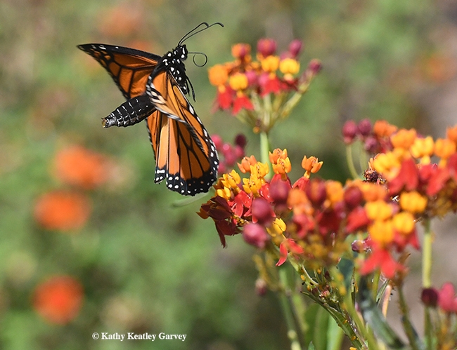 Startled, a male monarch abruptly leaves a tropical milkweed blossom, Asclepias curassavica, in Vacaville, Calif. (Photo by Kathy Keatley Garvey)