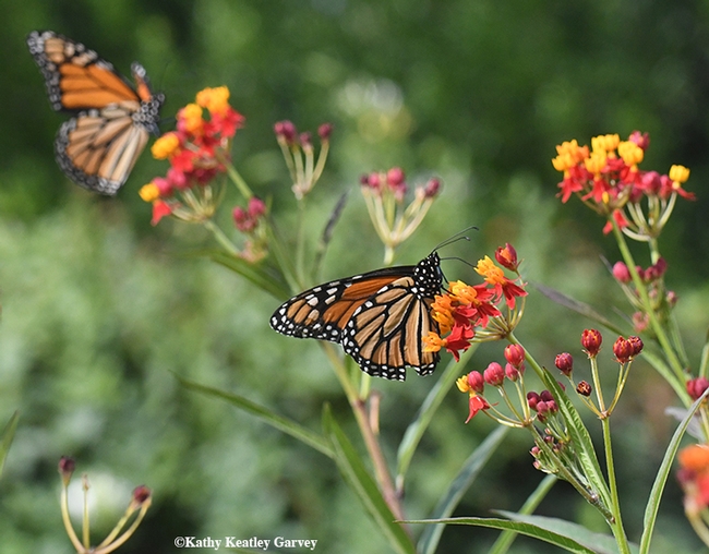 Monarchs nectaring on tropical milkweed, Asclepias curassavica, in Vacaville, Calif. (Photo by Kathy Keatley Garvey)