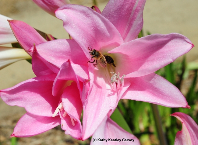 A pink lady, Amaryllis belladonna, nearly swallows a foraging honey bee. (Photo by Kathy Keatley Garvey)