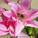 A pink lady, Amaryllis belladonna, nearly swallows a foraging honey bee. (Photo by Kathy Keatley Garvey)