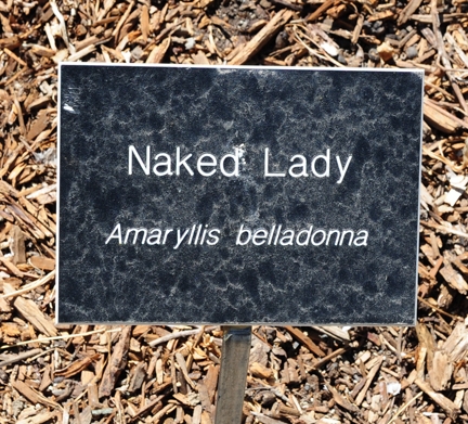 A sign alerts visitors to the Amaryllis belladonna. (Photo by Kathy Keatley Garvey)