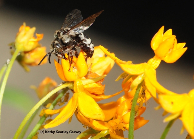A cuckoo bee, Xeromelecta californica, sips nectar from a tropical milkweed, Asclepias curassavica, in Vacaville, Calif.  (Photo by Kathy Keatley Garvey)
