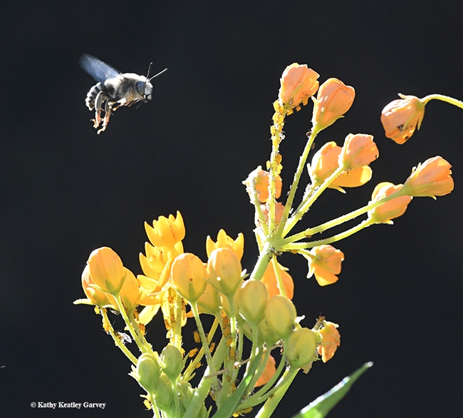 A native bee, Anthophora urbana, buzzes over a tropical milkweed. (Photo by Kathy Keatley Garvey)