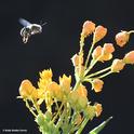 A native bee, Anthophora urbana, buzzes over a tropical milkweed. (Photo by Kathy Keatley Garvey)
