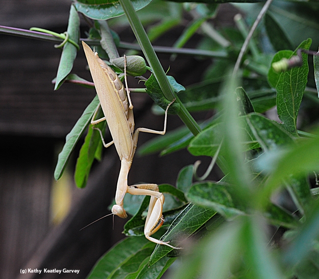 The European praying mantis, Mantis religiosa, can be many colors, but this one is a light brown. (Photo by Kathy Keatley Garvey)