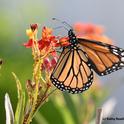 A monarch sips nectar from a tropical milkweed. (Photo by Kathy Keatley Garvey)