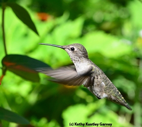 Hummingbirds are pollinators, too. (Photo by Kathy Keatley Garvey)