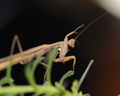 PRAYING MANTIS is equipped with keen eyesight, a rotating head and spiked forelegs that grab and grasp its prey. (Photo by Kathy Keatley Garvey)