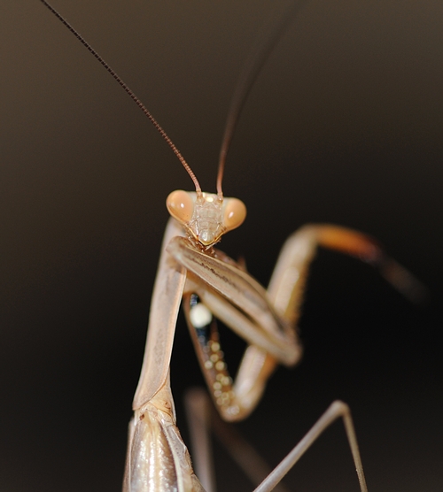 ARE YOU DINNER?--This could be the last thing seen by prey captured by a praying mantis. (Photo by Kathy Keatley Garvey)