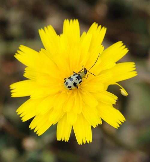 SPOTTED CUCUMBER BEETLE foraging on a dandelion at Timber Cove, Sonoma County. (Photo by Kathy Keatley Garvey)