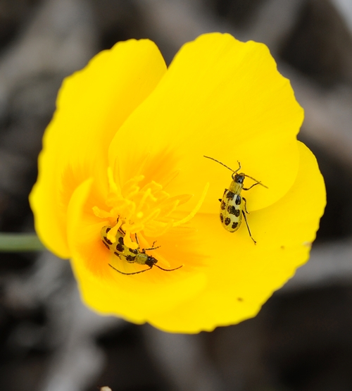 TWO SPOTTED cucumber beetles share a California golden poppy. (Photo by Kathy Keatley Garvey)