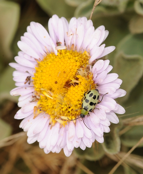 RAGGED seaside daisy shows the damage done by spotted cucumber beetles. (Photo by Kathy Keatley Garvey)